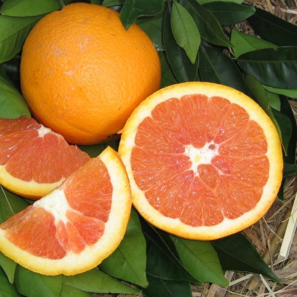 Sweet, juicy Cara Cara Navel Orange whole and sliced showing pink flesh