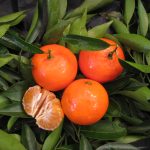 Clementine 'Nules' Mandarin