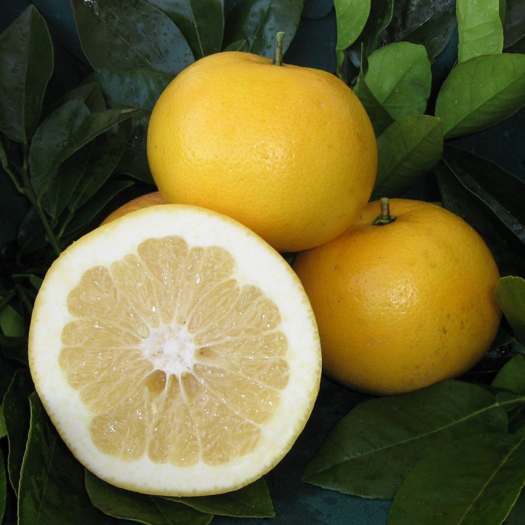 Yellow Marsh grapefruit cut open to reveal juicy yellow flesh