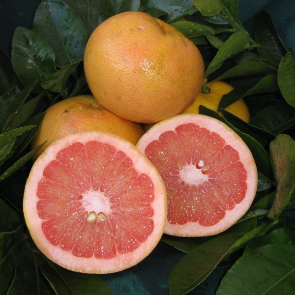 Delicious Rio Red grapefruit, cut in half to show pink centre