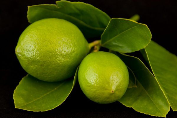 Tahitian Lime - 200mm Pot