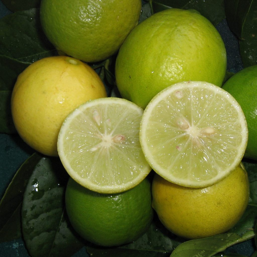 West Indian Lime fruit