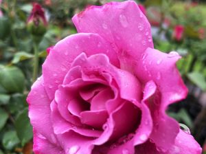 A beautiful dark pink rose.