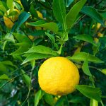 Yuzu Fruit Tree