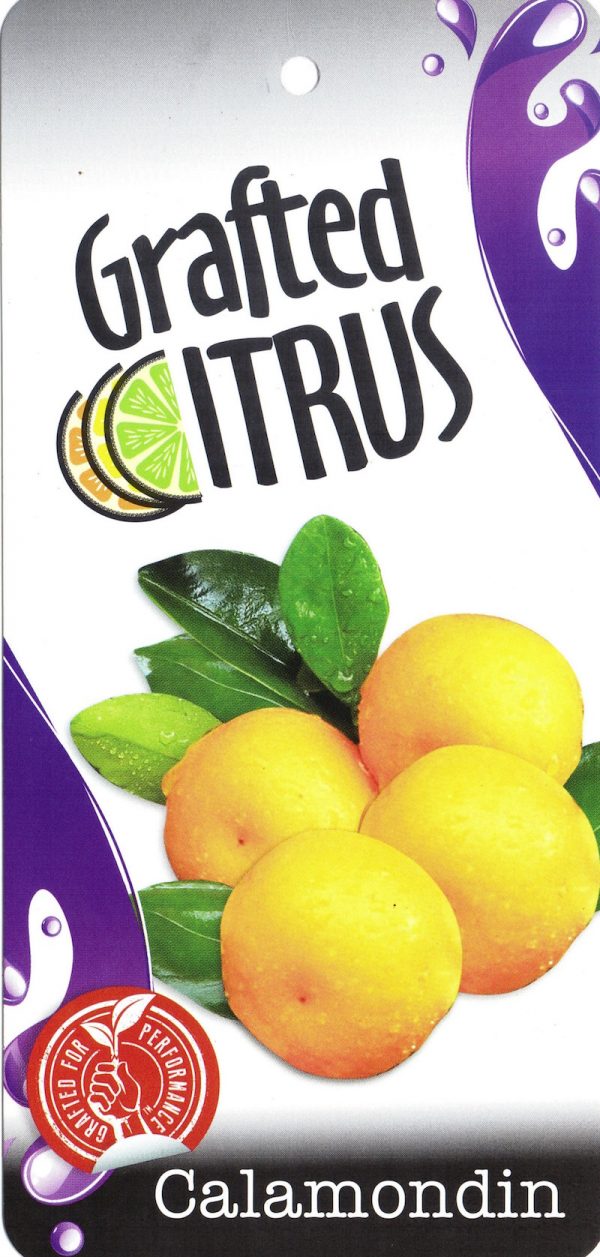 Calamondin Cumquat