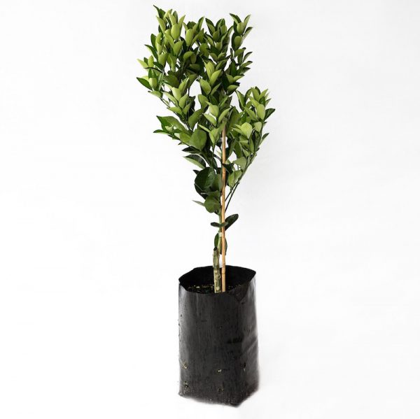 Calamondin Cumquat