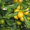 Cumquat Nagami ripening on the branch