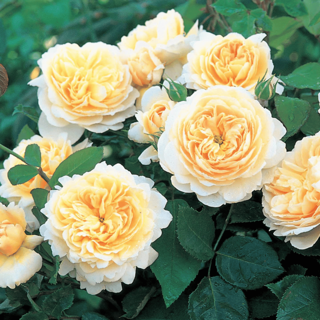 Travis Us Open Roses David Austin Roses – Engall's Nursery