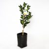 Tahitian Lime