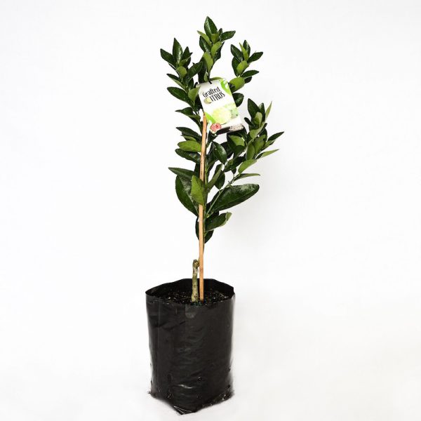 Tahitian Lime