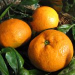 Dwarf Robbie Engall's Seedless Mandarin