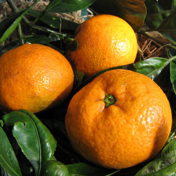 Dwarf Robbie Engall's Seedless Mandarin