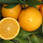 Dwarf Seedless Valencia Orange