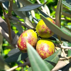Olives