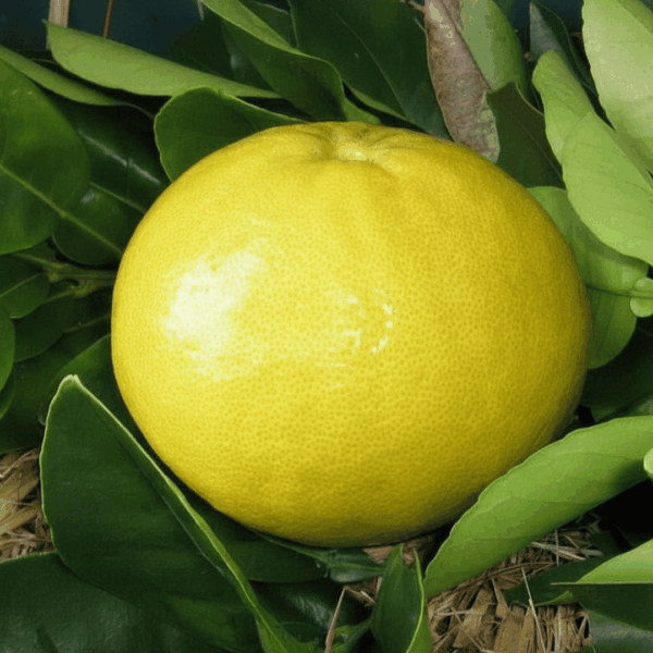 Pomelo Watsons Choice - 200mm Pot