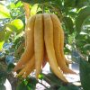 Buddha's Hand