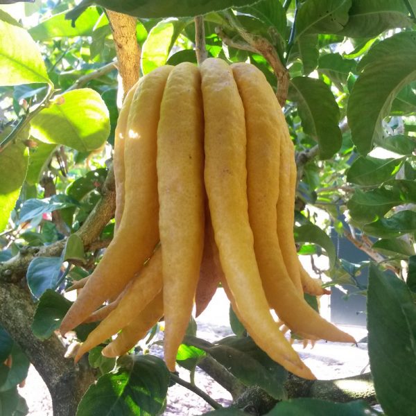 Buddha's Hand