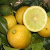 Bergamot