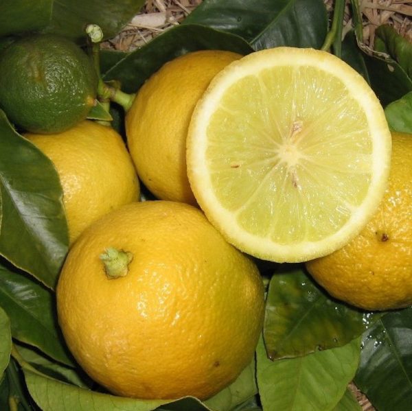 Bergamot