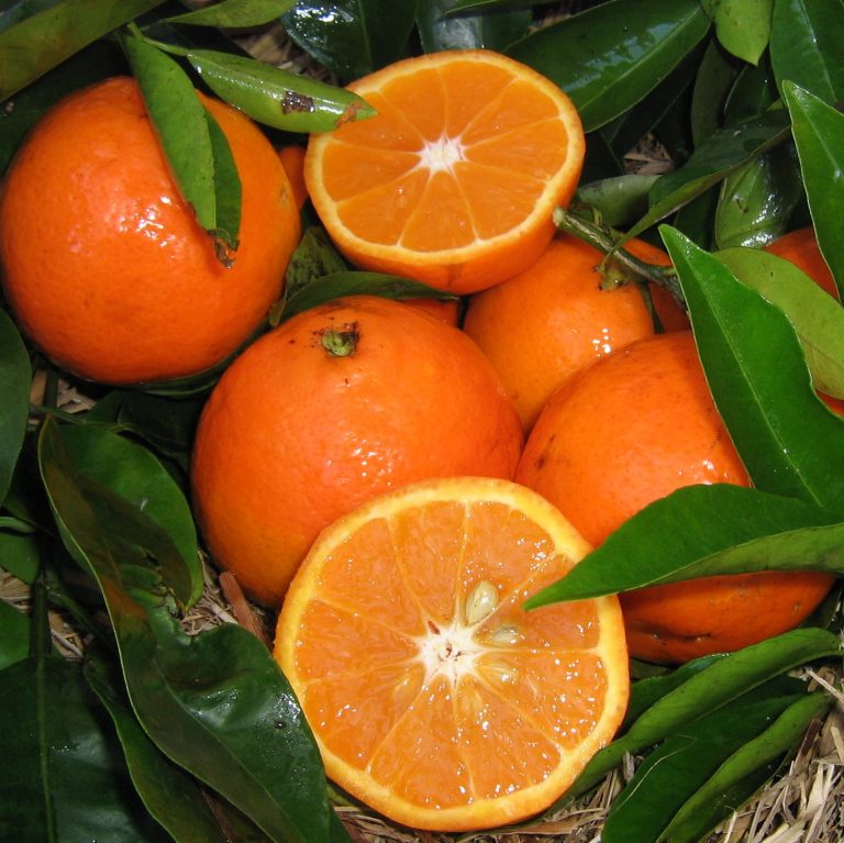 Tangelo Minneola Engall's Nursery