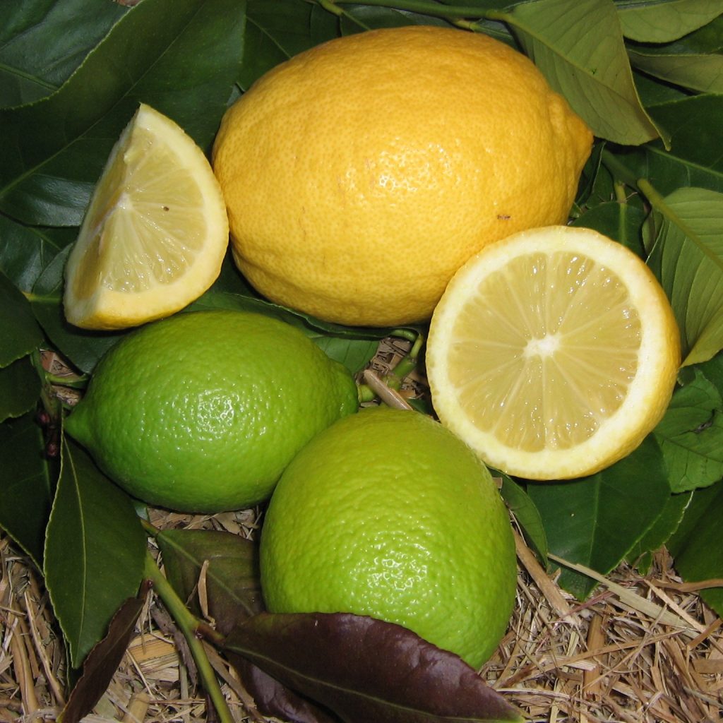 Eureka Lemon showing ripe fruit and cut to reveal flesh